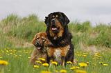 DOGUE DU TIBET 245